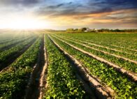 The U.S. Department of Agriculture’s Agricultural Marketing Service has partnered with the South Carolina Department of Agriculture to award $4.1 million for 26 projects through the Resilient Food Systems Infrastructure Program. (Photo/DepositPhotos)