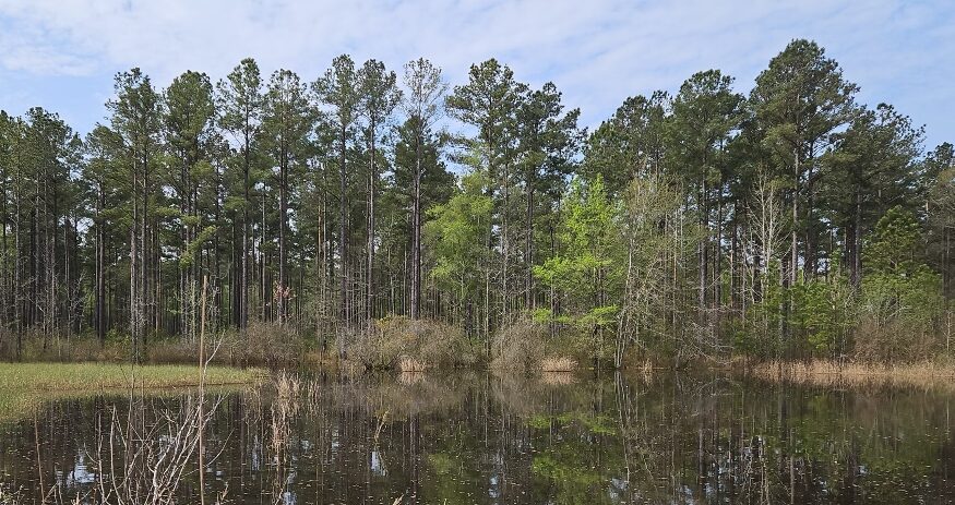 The protection of Alston Farms in Sumter County pushed Congaree Land Trust’s total protected acres over the 100,000 mark. (Photo/Congaree Land Trust)