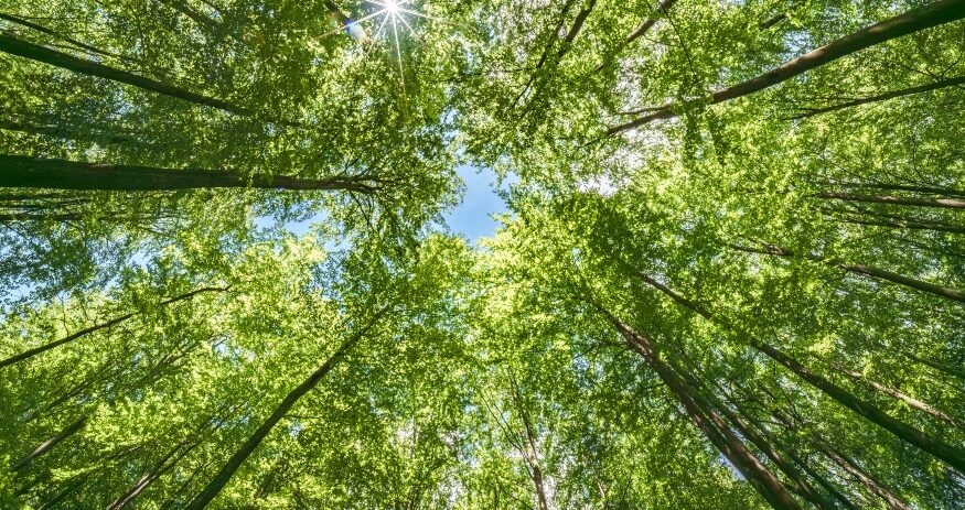 Carolina Renewable Products will invest $280 million in Orangeburg County to build a biomass-to-renewable diesel facility at the first of several planned sites. (Photo/DepositPhotos)