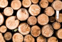 Eastover Chips is investing in a new wood chipping facility in Richland County to supply the Sylvamo paper mill, creating 27 jobs and boosting South Carolina’s forestry sector. (Photo/DepositPhotos)