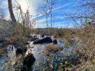 Knight Tract’s 266 acres in Dorchester County expand Brosnan Forest, protecting wildlife corridors, water quality and public recreational access. (Photo/Lowcountry Land Trust)