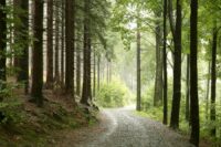 Charleston County approved $5M in Greenbelt funding to protect 1,781 acres across Adams Run, Johns Island, Ravenel, Edisto Island and McClellanville. (Photo/DepositPhotos)