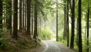 Charleston County approved $5M in Greenbelt funding to protect 1,781 acres across Adams Run, Johns Island, Ravenel, Edisto Island and McClellanville. (Photo/DepositPhotos)