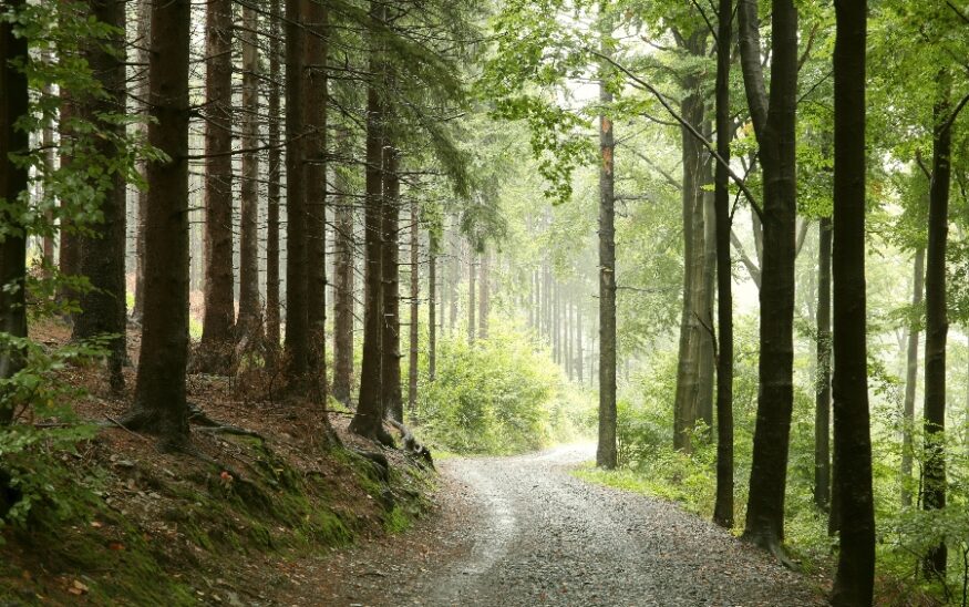 Charleston County approved $5M in Greenbelt funding to protect 1,781 acres across Adams Run, Johns Island, Ravenel, Edisto Island and McClellanville. (Photo/DepositPhotos)