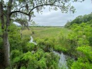 Barry Tract, 67 acres along Ashley River Road, is now permanently protected and will become a Dorchester County public park with new river and recreation access. (Photo/Lowcountry Land Trust)