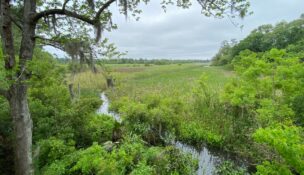 Barry Tract, 67 acres along Ashley River Road, is now permanently protected and will become a Dorchester County public park with new river and recreation access. (Photo/Lowcountry Land Trust)