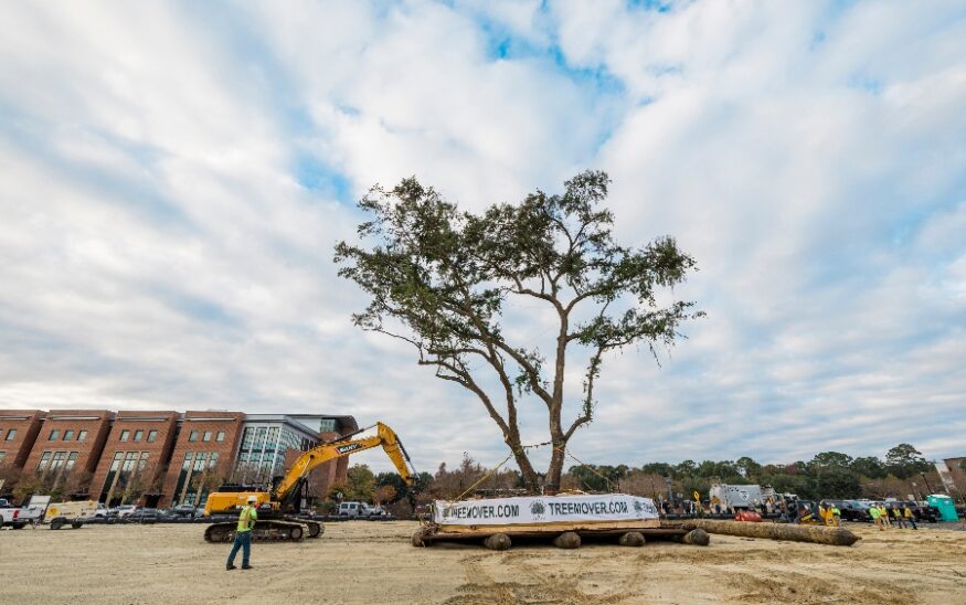 Gather MTP, a community campus in Midtown Mount Pleasant, a mixed-use apartment community, moved a live oak to the center of its campus as opposed to clearing it during construction. (Photo/Matt Ray Photography)