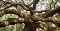 Boeing has donated $1 million to the Lowcountry Land Trust to support development of the Angel Oak Preserve, a planned 44-acre park and living museum centered around the historic Angel Oak near Charleston. (Photo/Lowcountry Land Trust)