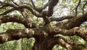 Boeing has donated $1 million to the Lowcountry Land Trust to support development of the Angel Oak Preserve, a planned 44-acre park and living museum centered around the historic Angel Oak near Charleston. (Photo/Lowcountry Land Trust)