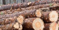 Collum’s Lumber Products in Allendale has been named South Carolina’s 2026 Agribusiness of the Year for its leadership in forestry and manufacturing. (Photo/DepositPhotos)