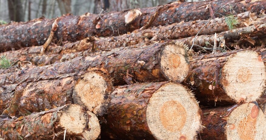 Collum’s Lumber Products in Allendale has been named South Carolina’s 2026 Agribusiness of the Year for its leadership in forestry and manufacturing. (Photo/DepositPhotos)