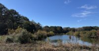The 58-acre Newground farm on Wadmalaw Island is now permanently protected through a conservation easement led by Lowcountry Land Trust. (Photo/Natalie Olson)