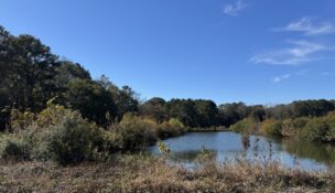 The 58-acre Newground farm on Wadmalaw Island is now permanently protected through a conservation easement led by Lowcountry Land Trust. (Photo/Natalie Olson)