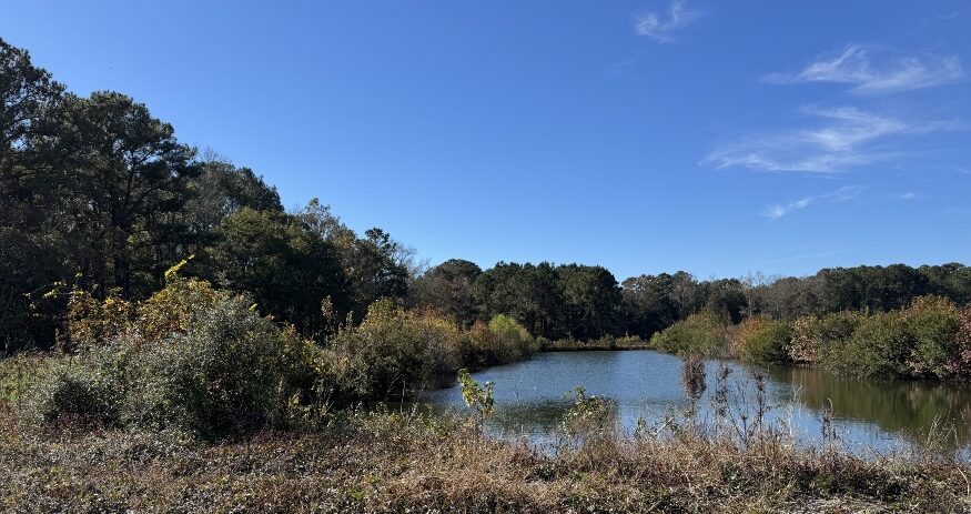 The 58-acre Newground farm on Wadmalaw Island is now permanently protected through a conservation easement led by Lowcountry Land Trust. (Photo/Natalie Olson)