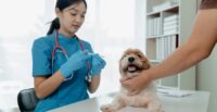 SCRA awarded grant funding to several South Carolina startups, including Vet Media Group, which received $25,000 for its educational platform for veterinarians. (Photo/DepositPhotos)