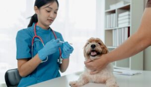 SCRA awarded grant funding to several South Carolina startups, including Vet Media Group, which received $25,000 for its educational platform for veterinarians. (Photo/DepositPhotos)