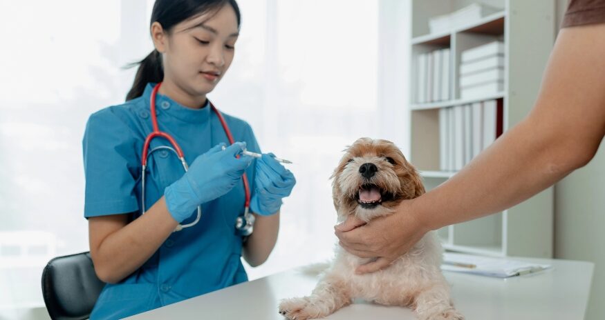SCRA awarded grant funding to several South Carolina startups, including Vet Media Group, which received $25,000 for its educational platform for veterinarians. (Photo/DepositPhotos)