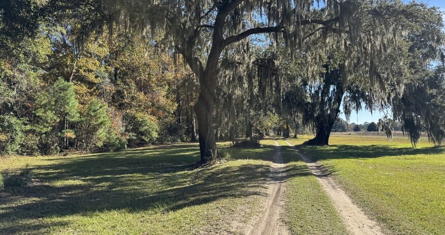 Lowcountry Land Trust permanently protected H&H Farm on Wadmalaw Island through a donated conservation easement preserving farmland and wildlife habitat. (Photo/Lowcountry Land Trust)