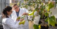 Clemson researchers are developing next-generation cotton designed to reduce environmental impact and improve performance. (Photo/Clemson University)