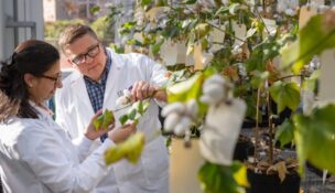 Clemson researchers are developing next-generation cotton designed to reduce environmental impact and improve performance. (Photo/Clemson University)