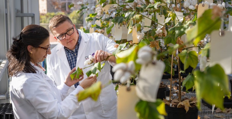 Clemson wins $11M Bezos grant for sustainable cotton research