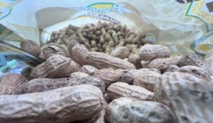 Premium Peanut celebrated the opening of a new peanut shelling facility in Santee, the state's first peanut shelling operation. (Photo/Ross Norton)