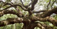 The Angel Oak on Johns Island has become the first tree in South Carolina to be individually listed on the National Register of Historic Places. (Photo/Lowcountry Land Trust)