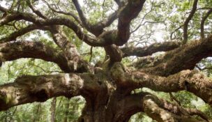The Angel Oak on Johns Island has become the first tree in South Carolina to be individually listed on the National Register of Historic Places. (Photo/Lowcountry Land Trust)