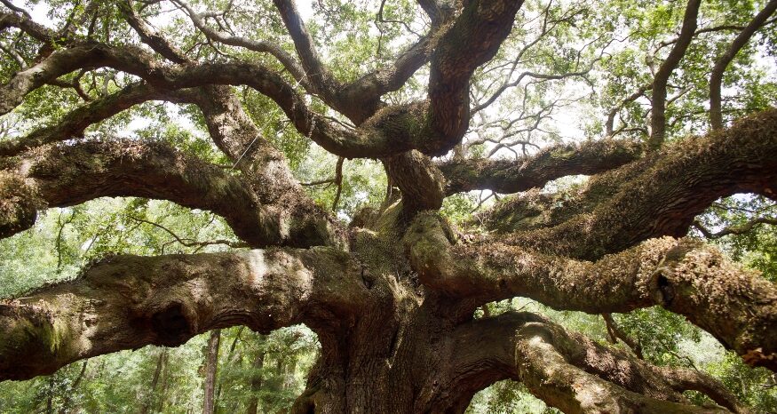 The Angel Oak on Johns Island has become the first tree in South Carolina to be individually listed on the National Register of Historic Places. (Photo/Lowcountry Land Trust)