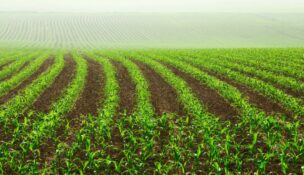 The South Carolina Institute of Medicine and Public Health and the SC Roadmap have released a new toolkit aimed at strengthening the state's food system, supporting farmers and improving public health. (Photo/DepositPhotos)