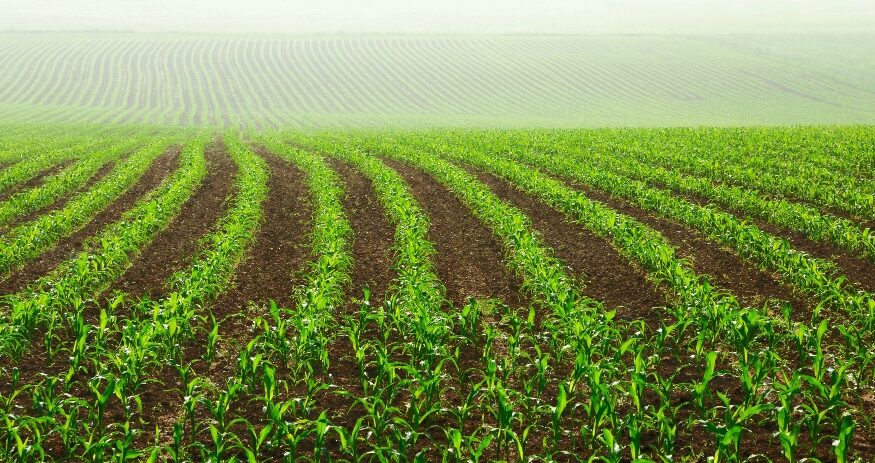 The South Carolina Institute of Medicine and Public Health and the SC Roadmap have released a new toolkit aimed at strengthening the state's food system, supporting farmers and improving public health. (Photo/DepositPhotos)